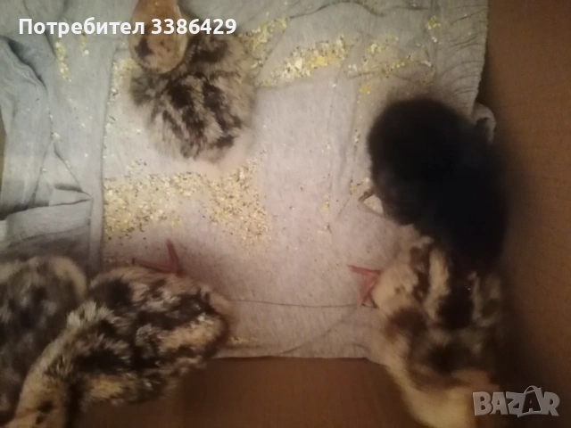  неми патици, крякащи юрдечки, снимка 13 - Патици и гъски - 48423171