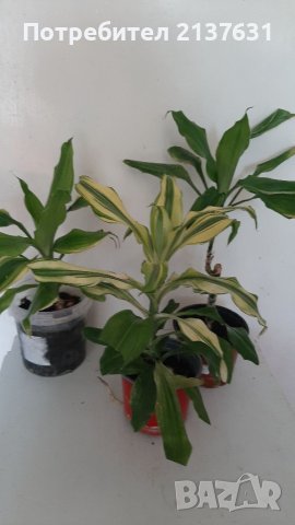 ДРАЦЕНА ФРАГРАНС , снимка 1