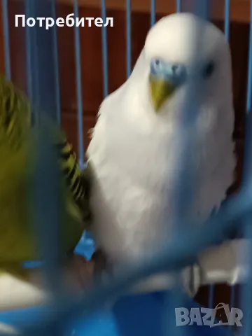 вълнисти папагалчета внос, снимка 1