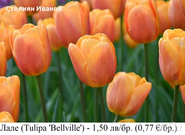 Лале (Tulipa 'Bellville') – луковици