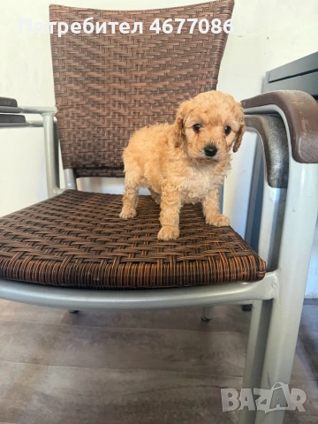 Той пудел момченце , снимка 3 - Пудели - 53758052