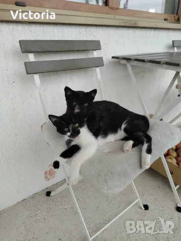 Подарявам котенца , снимка 4 - Други - 56373031