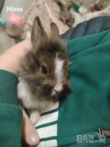 Декоративни зайчета