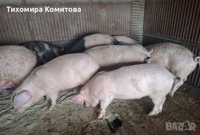 Свободни прасета , снимка 4 - Прасета - 53688223