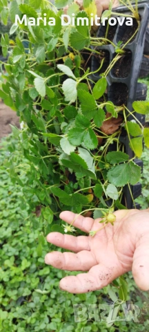 Разсад Ягода сорт Клери , снимка 8 - Разсади - 47123127