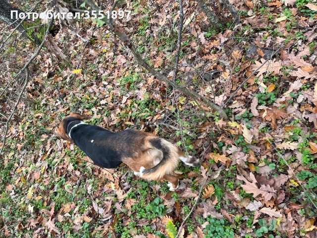 Продавам две гончета , снимка 6 - Гонче - 53010499