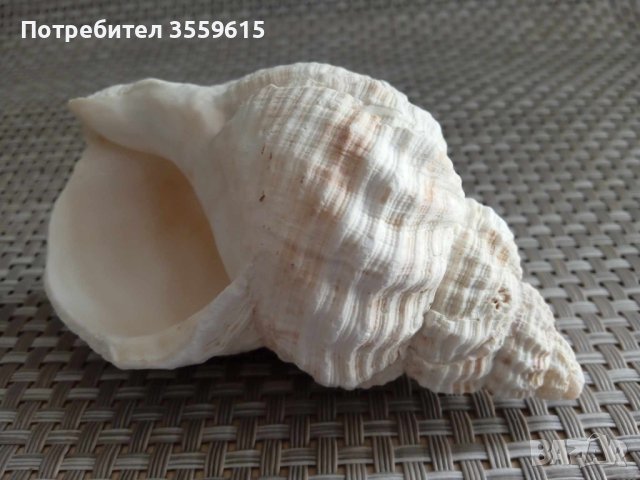 морска раковина от Андаманско море