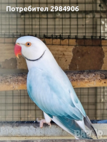 малък александър , ПРОМОЦИЯ