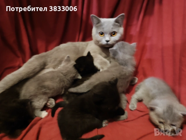  късокосмести Британски котета чистокръвни, снимка 5 - Британска късокосместа - 53519743