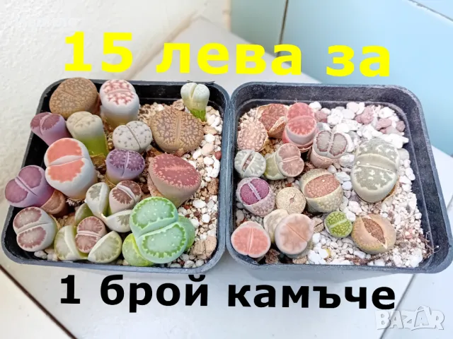 Живи камъчета - Lithops, снимка 4 - Градински цветя и растения - 33193359