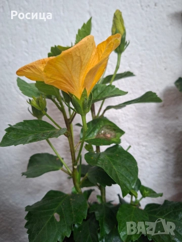 хибискус , снимка 2 - Стайни растения - 53474753