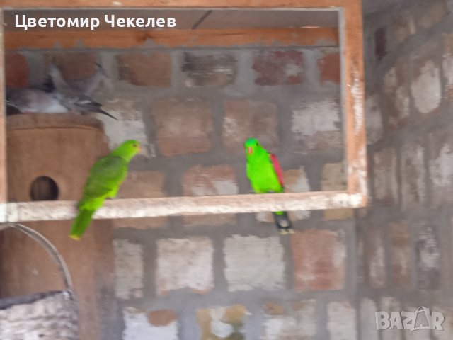 Червенокрили Папагали- бебе за дохранване, снимка 4 - Папагали - 42265769