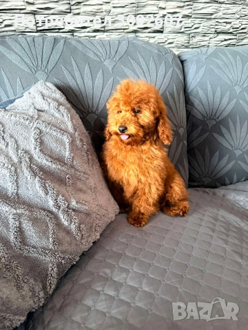 Пудели момчета, снимка 3 - Пудели - 53486475