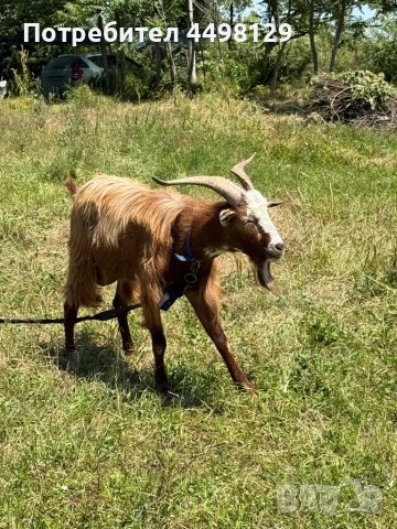 Пръч на година и половина, снимка 1