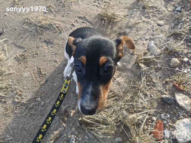 СЛАДКА КУКЛА ДЖАК 1012251449, снимка 2 - Джак ръсел териер - 52721137