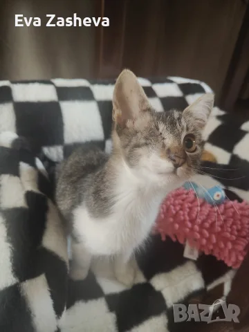 Подарявам малко коте, снимка 4 - Други - 56261504