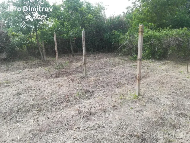 Поддръжка/Рязане на овошки и опасни дървета/Почистване на терени/Пръскане и изкореняване, снимка 3 - Други услуги - 48229616