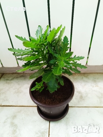 мексиканска мента, комплект Бенджамин бял, шарен и зелен, Бегония, Индрише, Епипремнум, Билбергия , снимка 3 - Стайни растения - 50328491