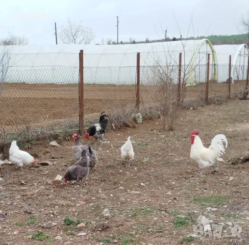 Яйца за люпене от Брезе Галоа , снимка 1