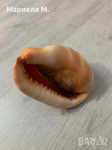 Декоративен рапан, снимка 2 - Декорация за дома - 39865130