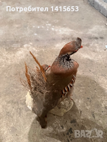 Продавам препариран кеклик, снимка 4 - Антикварни и старинни предмети - 52931106