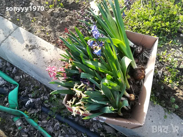ЗЮМБЮЛИ В САКСИЯ С ПОЧВА 25ЛВ ЗА ЕДИН С ЛУКОВИЦА 1404250825, снимка 2 - Градински цветя и растения - 49886619