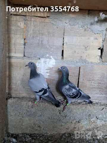 Продавам спортни гълъби , снимка 3 - Гълъби - 50760807