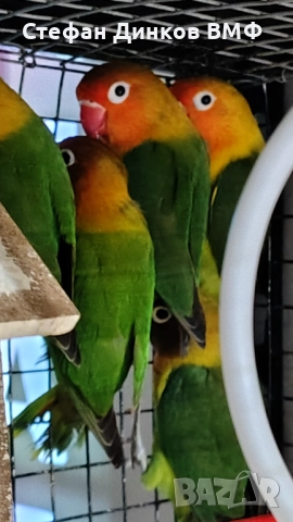 Неразделки , снимка 4 - Папагали - 52585903