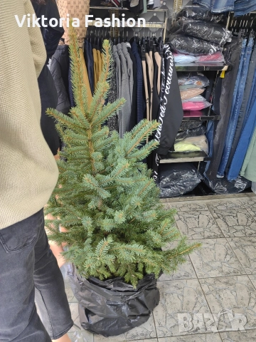 коледна елха, снимка 11 - Градински цветя и растения - 52796988