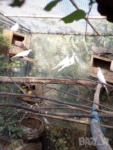 Сенегалски гугутки, снимка 6 - други­ - 51779307
