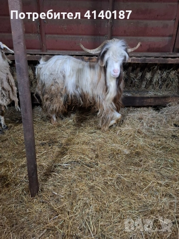 продавам пръч на две години дългокосмест , снимка 4 - Кози - 53569983