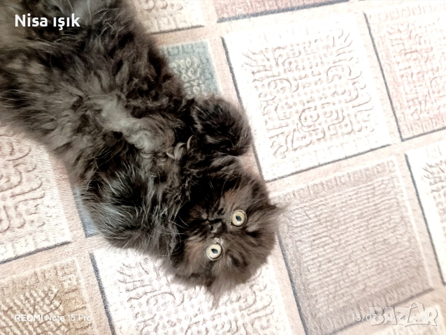 в Хасково не е красива тя просто е уникална най рядко срещания цвят шокалад