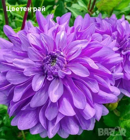 Луковици и грудки на лилиуми и далии, снимка 10 - Градински цветя и растения - 55769408