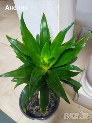 Драцена компакта, снимка 3 - Стайни растения - 53266399