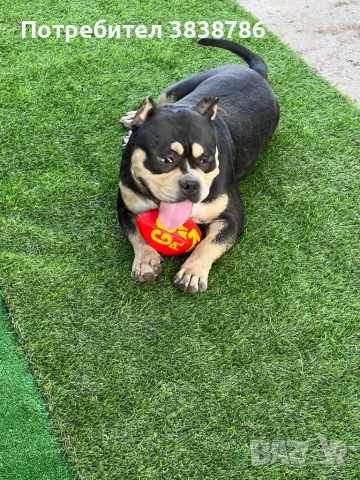 Американско були покет , снимка 3 - Други - 50833253