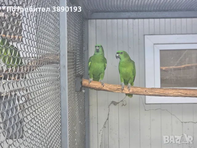 Разнообразие на папагалите амазона, снимка 5 - Папагали - 56068692