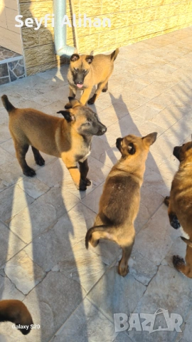 Малиноа, снимка 2 - Белгийска овчарка - 53192707