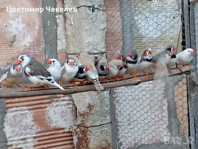 Зеброви амадини(финки), снимка 5 - Амадини - 36593321