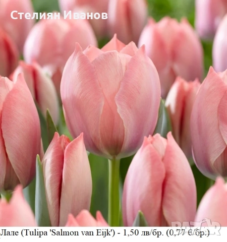 Лале (Tulipa 'Salmon van Eijk') – луковици