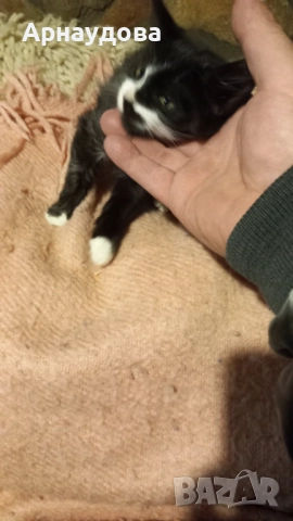 Подарявам мъжко коте, снимка 4 - Други - 52176577