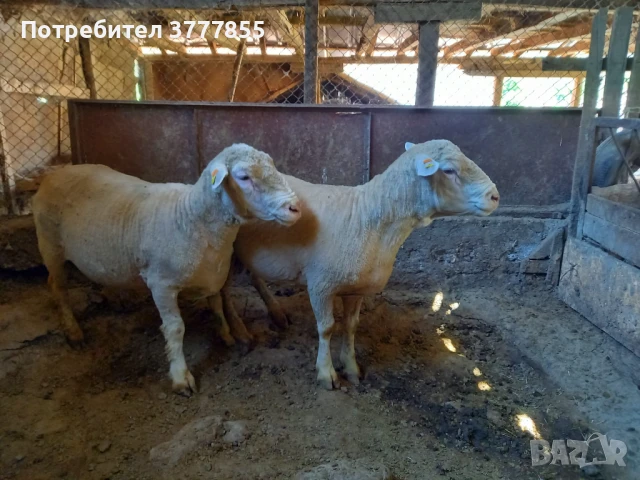 Стадо овце - Скоро раждат !, снимка 3 - Овце - 50899413