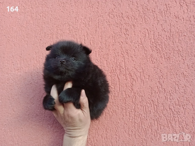 Мъжки черен Померан 