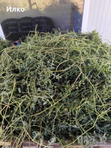 Билка бабини зъби , снимка 3 - Други - 51771875