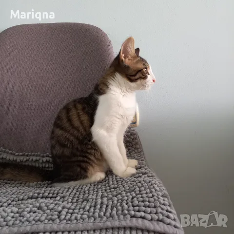 Подарявам мъжко котенце, снимка 11 - Други - 55825234