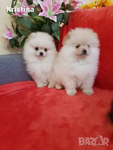 Померан померани свободни!, снимка 9 - Померан - 49137747