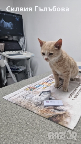 Бейлис търси дом , снимка 3 - Други - 52884275