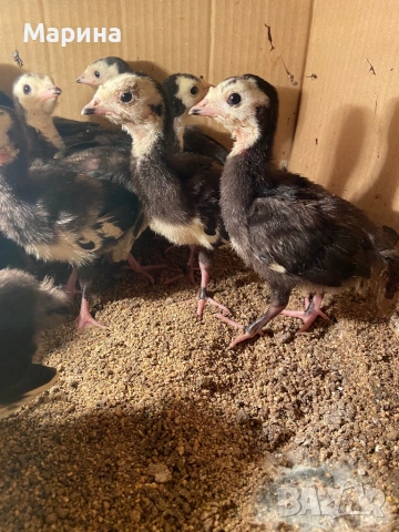 АРТИСАН, грСвищов, снимка 2 - Други животни - 53832567