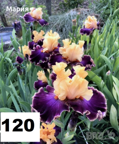 Сортови вискоки ириси /брадати ириси, снимка 14 - Сортови семена и луковици - 46410628
