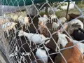 Ярета за продан, снимка 3