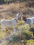    Продавам Англонубийски ярета и коза, снимка 10
